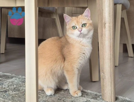 Ny 12 British Golden Dişi