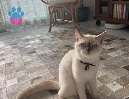 Oğlumuza eş arıyoruz.