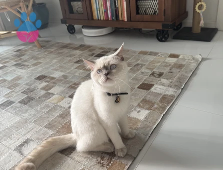 Oğlumuza eş arıyoruz.