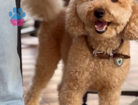 Poodle oğlumuza es ariyorum