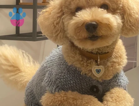 Poodle oğlumuza es ariyorum