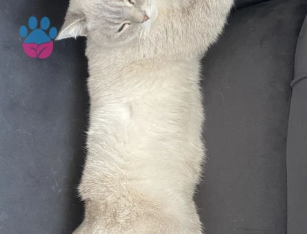 British Shorthair 1 Yaşında Kızıma eş arıyorum