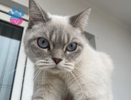 British Shorthair 1 Yaşında Kızıma eş arıyorum