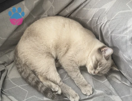 British Shorthair 1 Yaşında Kızıma eş arıyorum