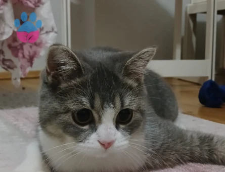 British Shorthair Kedime Erkek kedi aranıyor