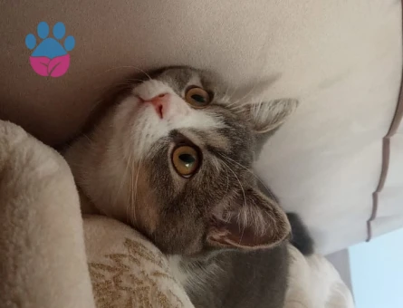 British Shorthair Kedime Erkek kedi aranıyor