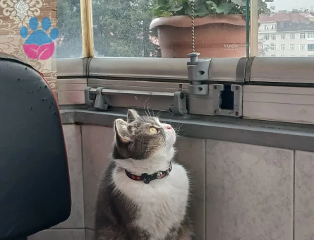 British Shorthair Kedime Erkek kedi aranıyor