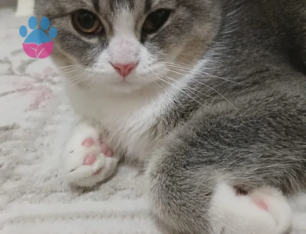 British Shorthair Kedime Erkek kedi aranıyor