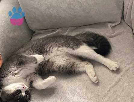British Shorthair Kedime Erkek kedi aranıyor