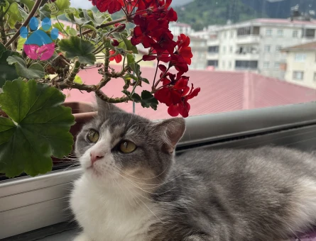 British Shorthair Kedime Erkek kedi aranıyor