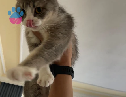 British Shorthair Kedime Erkek kedi aranıyor