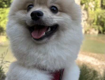 Poomeranian Boo 1 Yaşında Erkek Köpeğim Eş Arıyor - 118984099