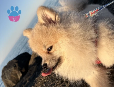 Poomeranian Boo 1 Yaşında Erkek Köpeğim Eş Arıyor