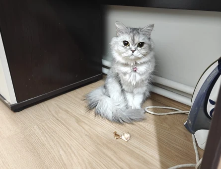 British Shorthair Kedim Lisya için Eş Arıyorum - 118984102