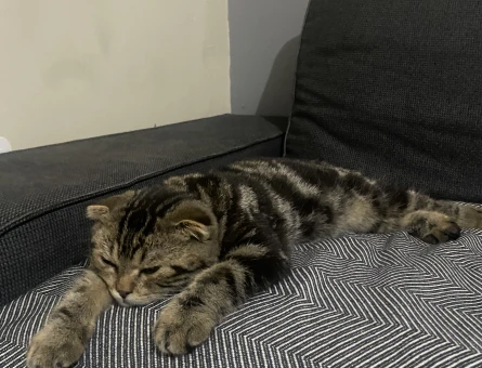 Scottish Fold Odi Eş Arıyor - 118970231