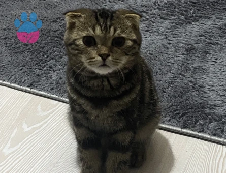 Scottish Fold Odi Eş Arıyor