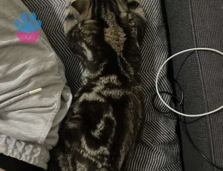 Scottish Fold Odi Eş Arıyor