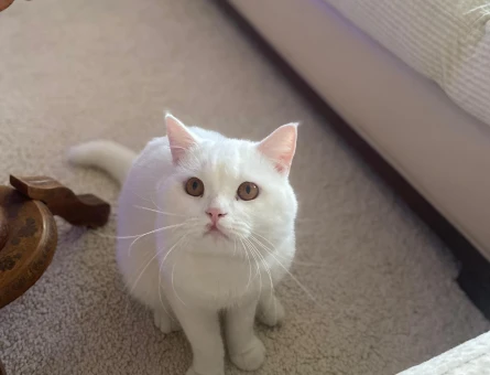 British Shorthair 1 Yaşında Eş Arıyor - 118970233