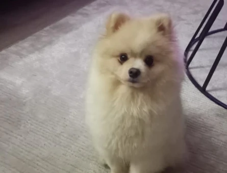 Dişi Eş Arıyoruz Pomeranian - 118970234