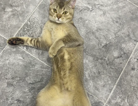 British Shorthair Oğluma Eş Arıyorum - 118970236