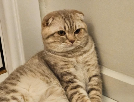 Scottish Fold 1 Yaşında Eş Arıyor - 118970243