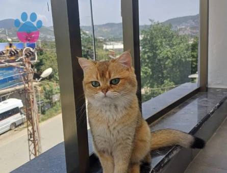 British Shorthair 1,5 Yaşında Eş Arıyoruz