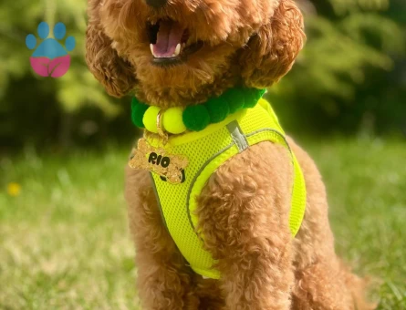 Oğlumuz Rio’ya eş arıyoruz.