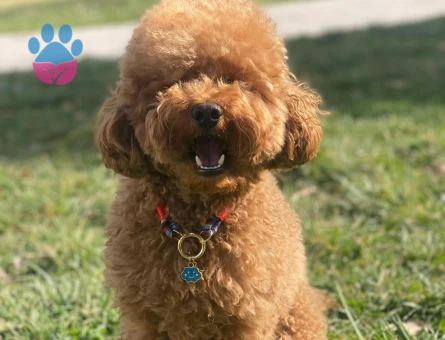 Oğlumuz Rio’ya eş arıyoruz.