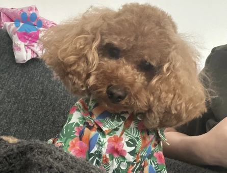 Oğlumuz Rio’ya eş arıyoruz.