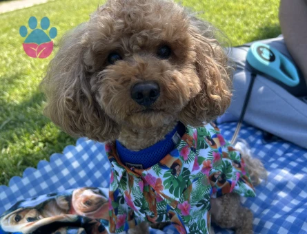 Oğlumuz Rio’ya eş arıyoruz.