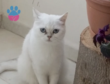 1 Yaş British Short Ait Kızıma Eş Arıyorum