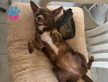 Safkan Chihuahua Dişi Köpeğime Eş Arıyorum