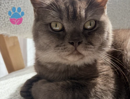 Merkür oğlumuza dişi arıyoruz