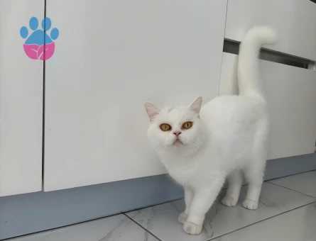 British Shorthair Kartopu’na Erkek Eş Aramaktayız