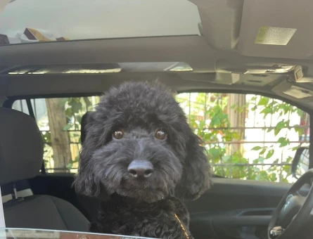Toy Poodle Kızımız NİNA'ya Eş Arıyoruz - 118978370