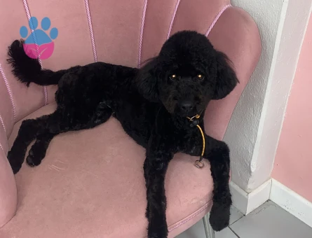 Toy Poodle Kızımız NİNA'ya Eş Arıyoruz