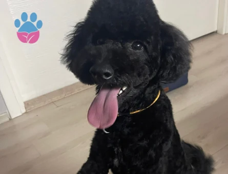 Toy Poodle Kızımız NİNA'ya Eş Arıyoruz