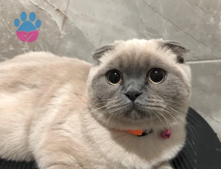 Scottish Fold Kızıma eş arıyorum