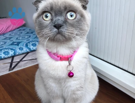 Scottish Fold Kızıma eş arıyorum