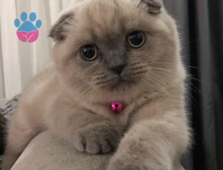 Scottish Fold Kızıma eş arıyorum