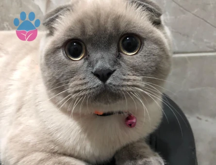 Scottish Fold Kızıma eş arıyorum