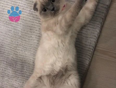 Scottish Fold Kızıma eş arıyorum