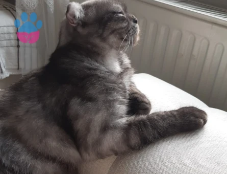 Scottish Fold 2 Yaşında Eş Arıyor