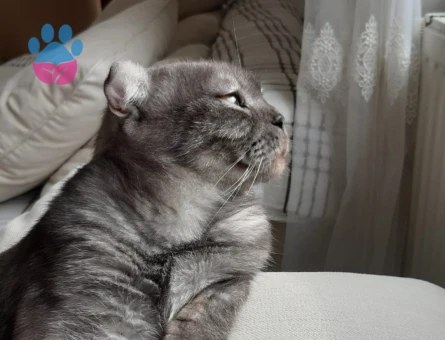 Scottish Fold 2 Yaşında Eş Arıyor