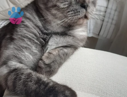 Scottish Fold 2 Yaşında Eş Arıyor