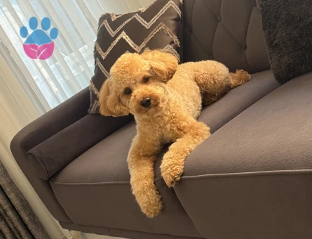 Toy Poodle Chivas eş arıyoruz