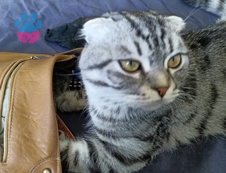 Scottish Fold 1 Yaşında Eş Arıyor