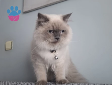 British Blue Point Eş Arıyor
