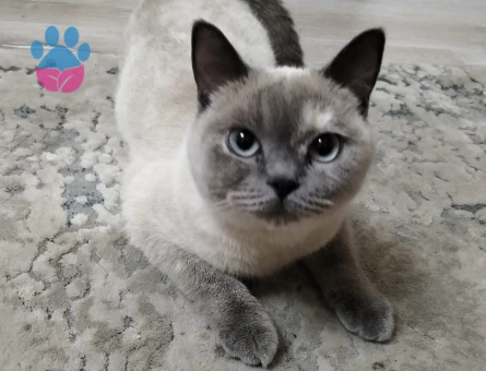 Scottish Fold Blue Point Dişi Kedimize Eş Arıyoruz
