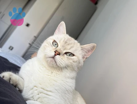 British Shorthair Kızıma Uygun Eş Arıyorum - 118984420